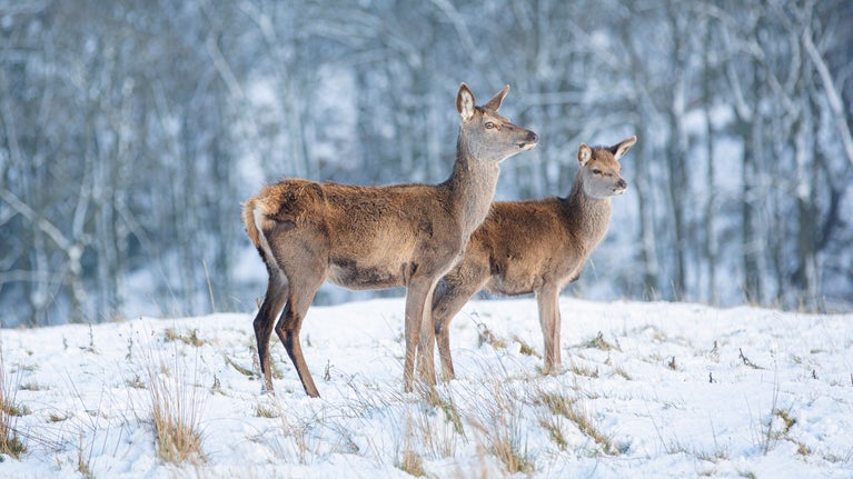 Two deer in a wintery landscape